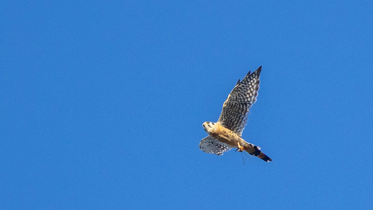 American Kestrel - ML643442308