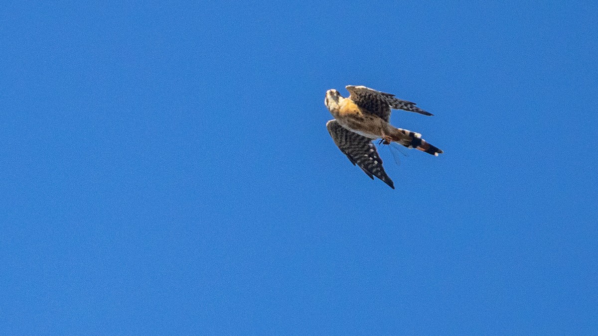 American Kestrel - ML643442309