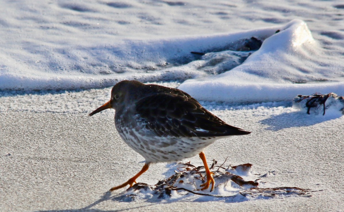 Meerstrandläufer - ML643442310