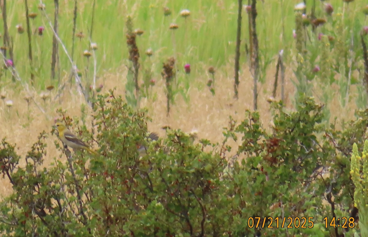 Bullock's Oriole - ML643442312