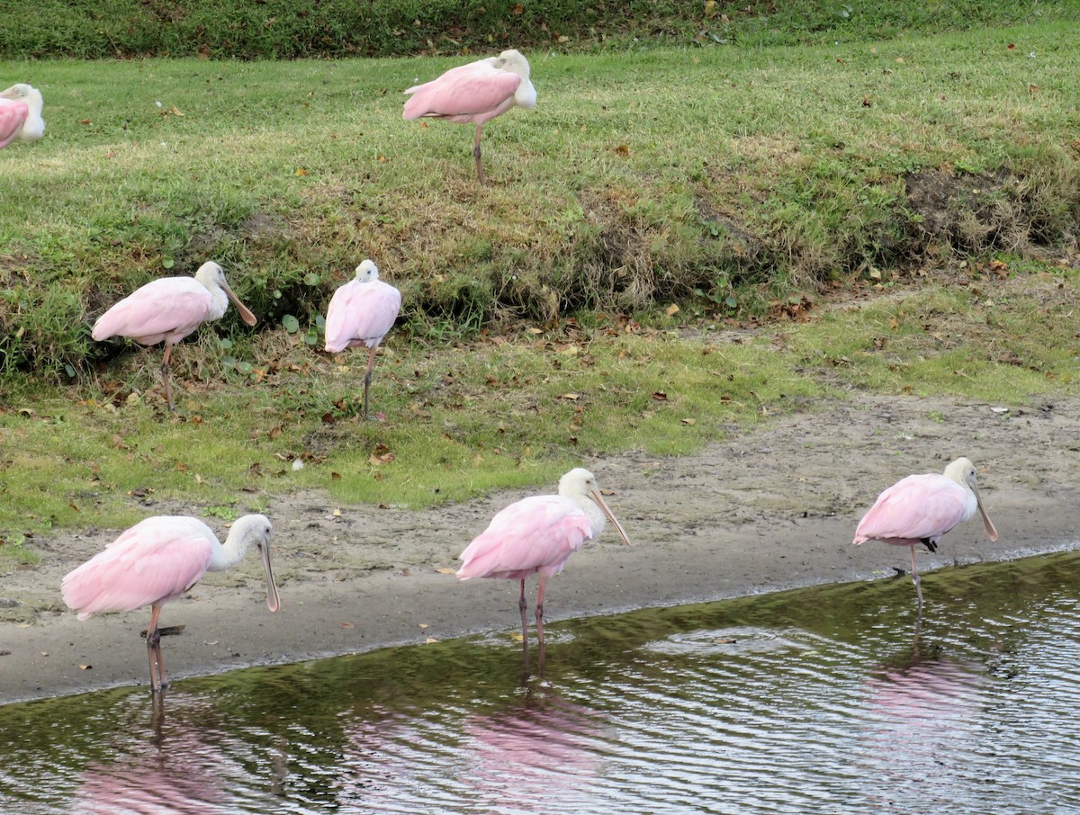 rosenskjestork - ML643442317