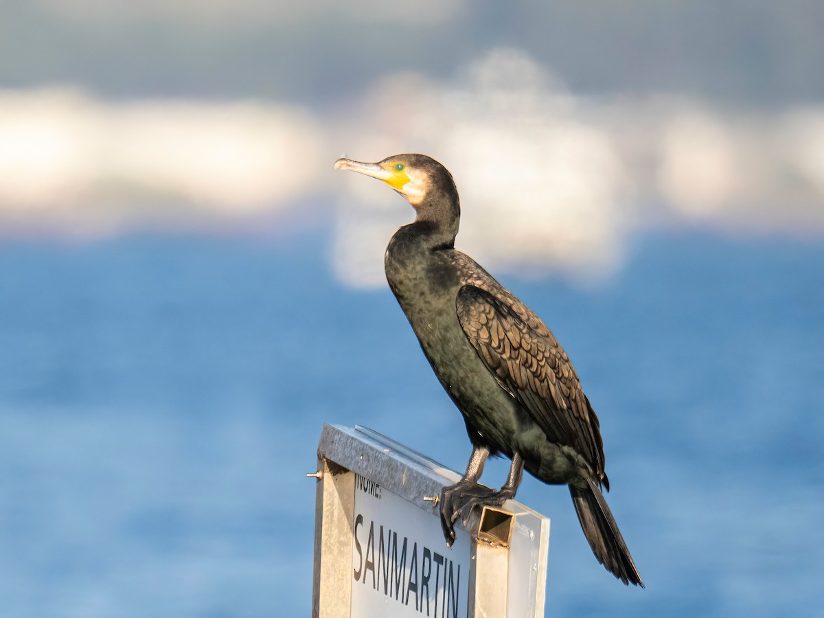 Cormorano - ML643442319