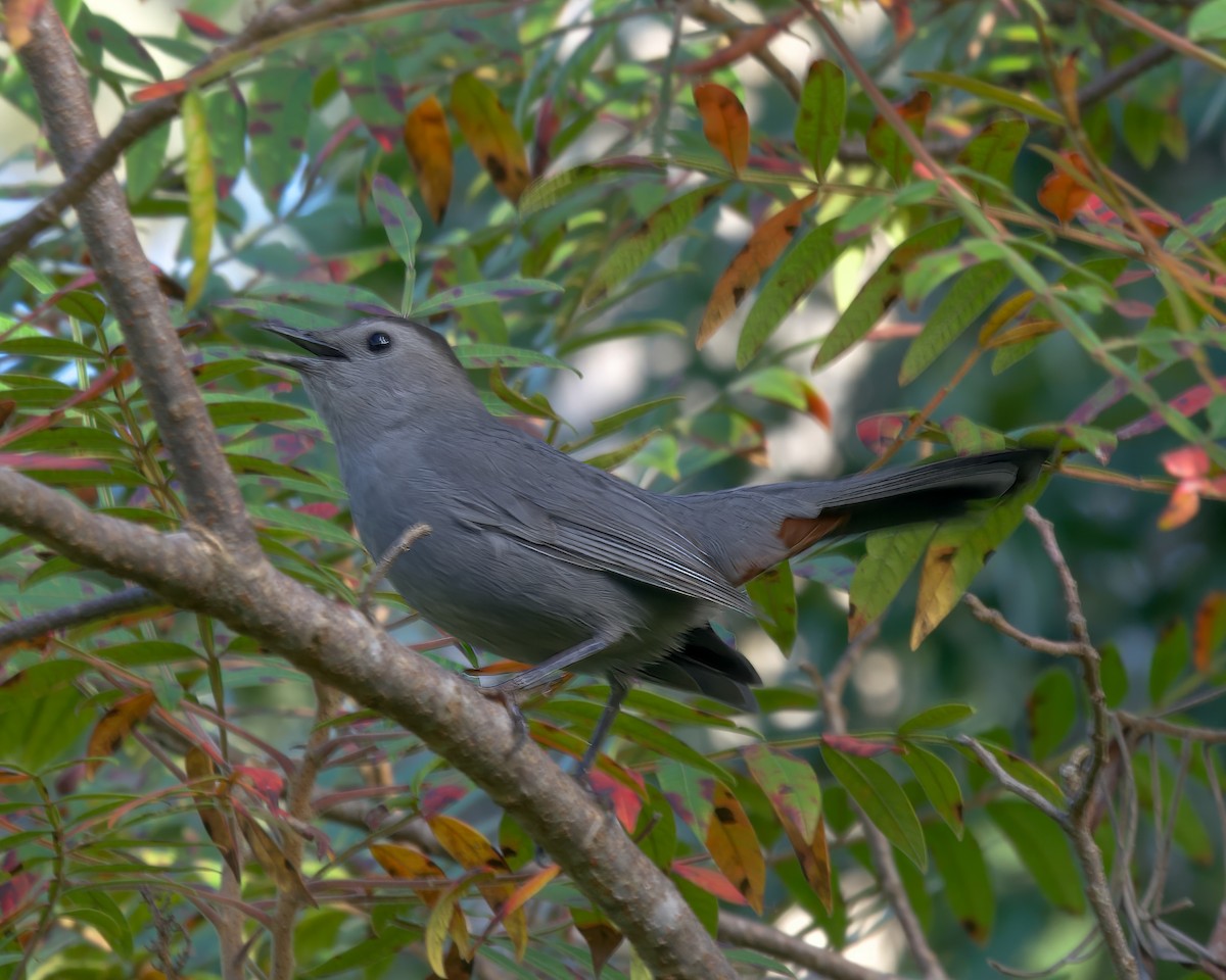 Gray Catbird - ML643442320
