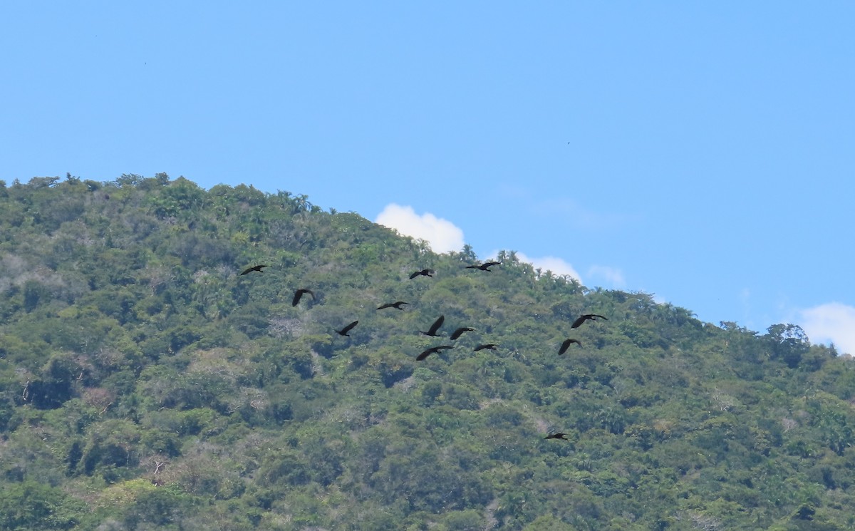 Ibis Afeitado - ML643442353