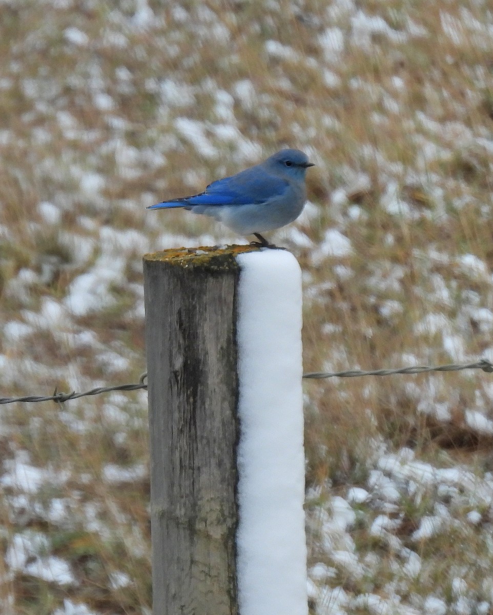 Mountain Bluebird - ML643442354