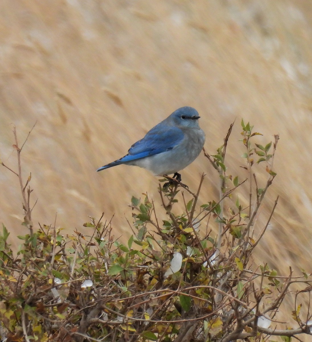 Mountain Bluebird - ML643442355