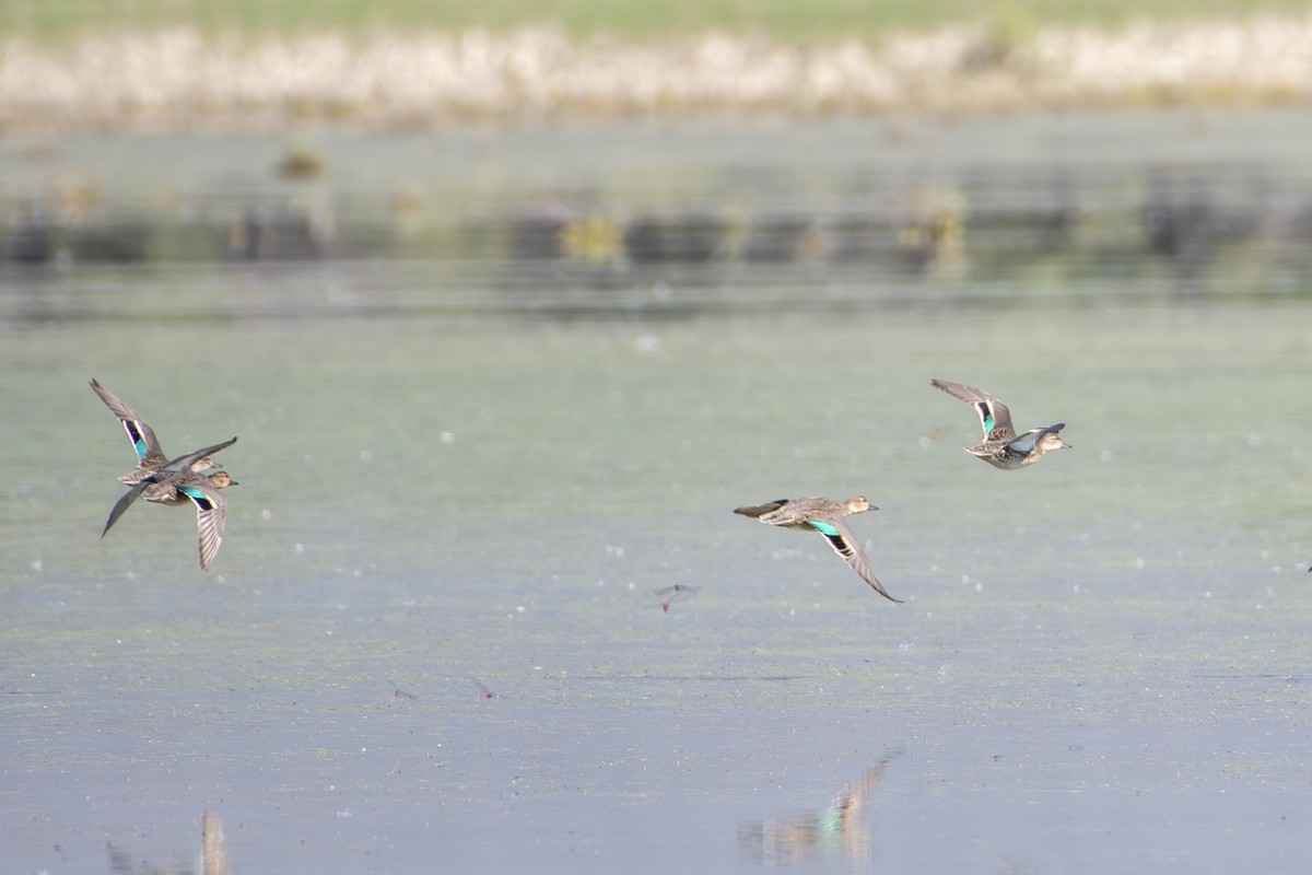 Green-winged Teal (American) - ML643442365
