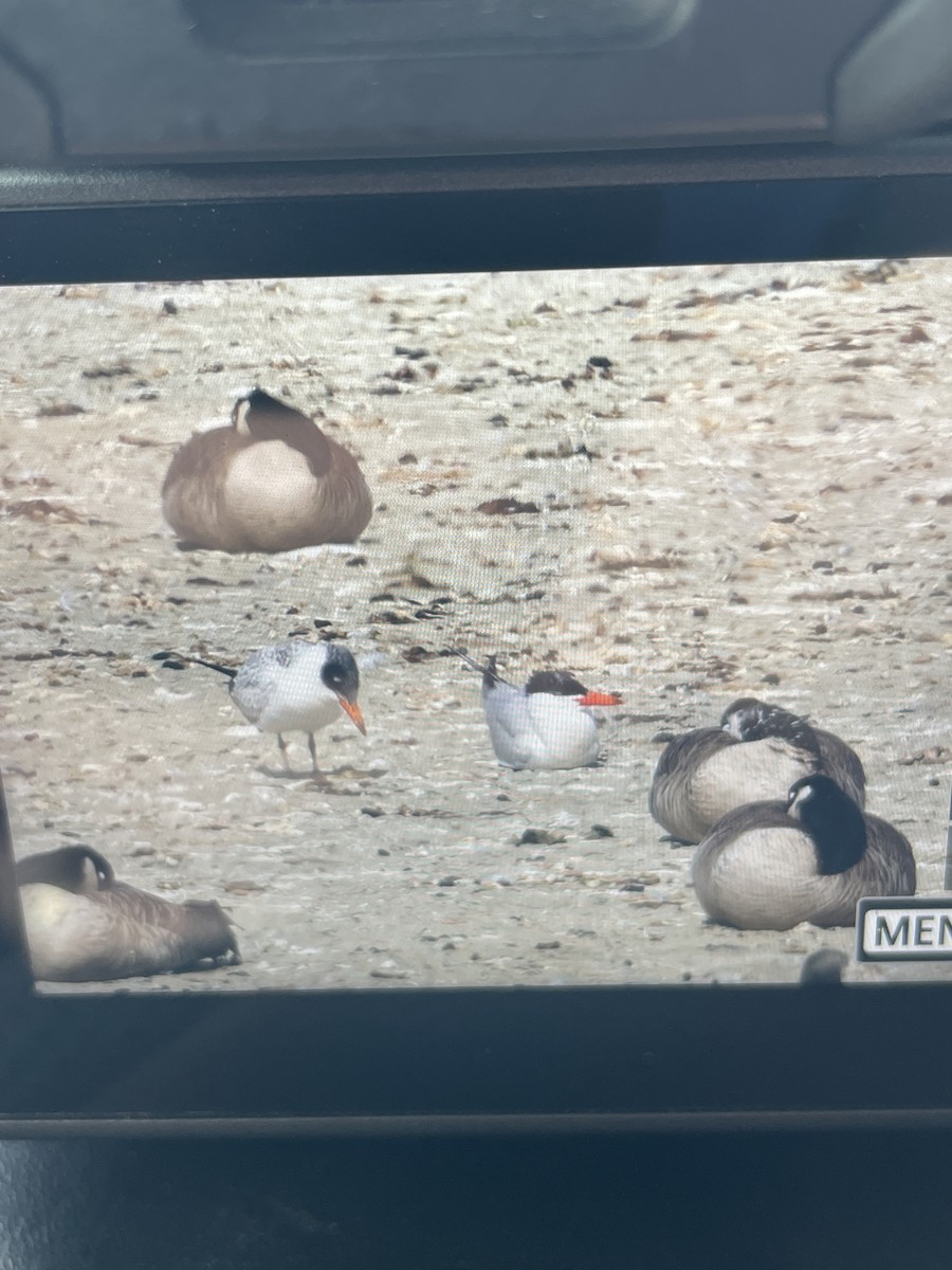 裏海燕鷗 - ML643442372