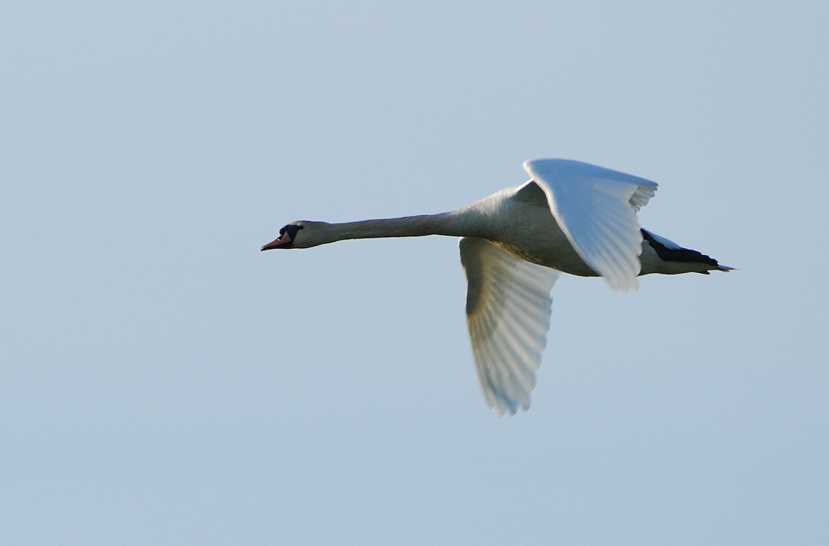 Höckerschwan - ML643442393