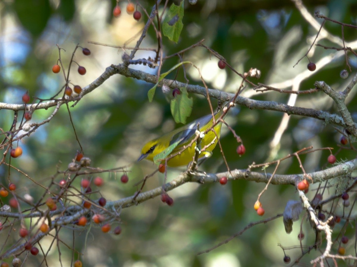 Blauflügel-Waldsänger - ML643442416