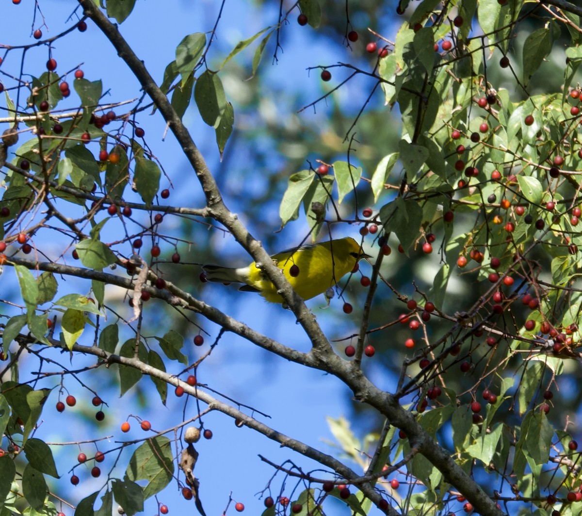 Blauflügel-Waldsänger - ML643442417