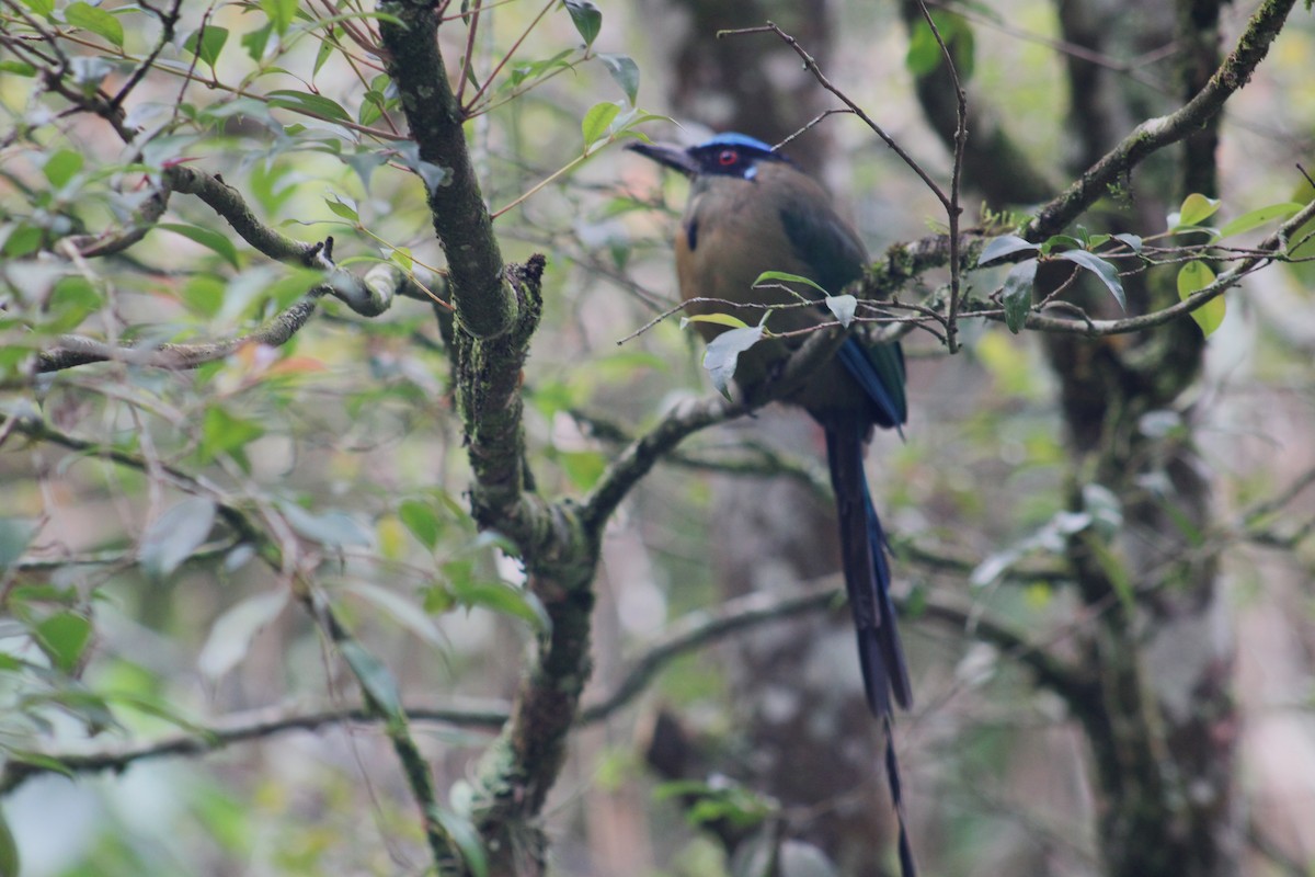 Hochlandmotmot - ML643442420
