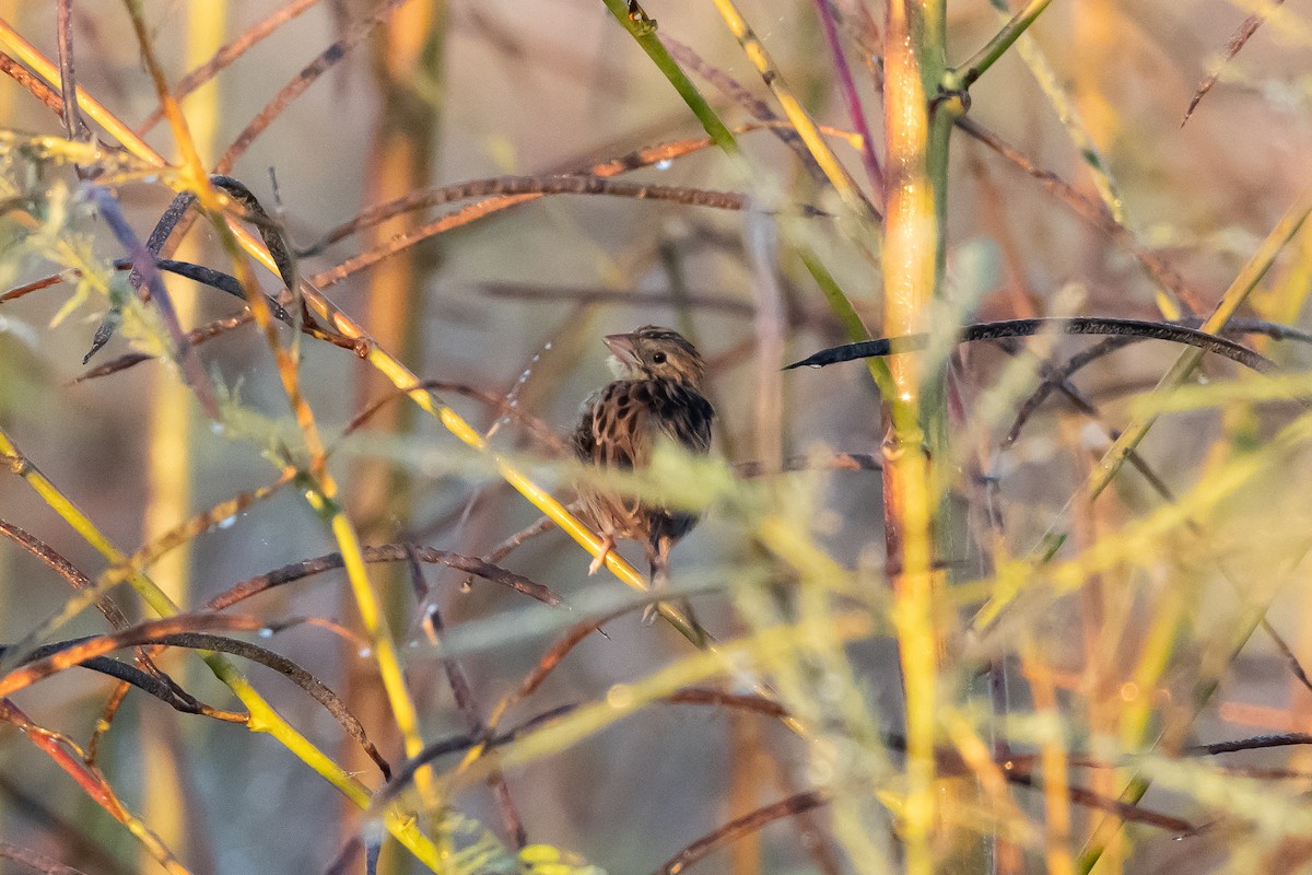 Henslow's Sparrow - ML643442426