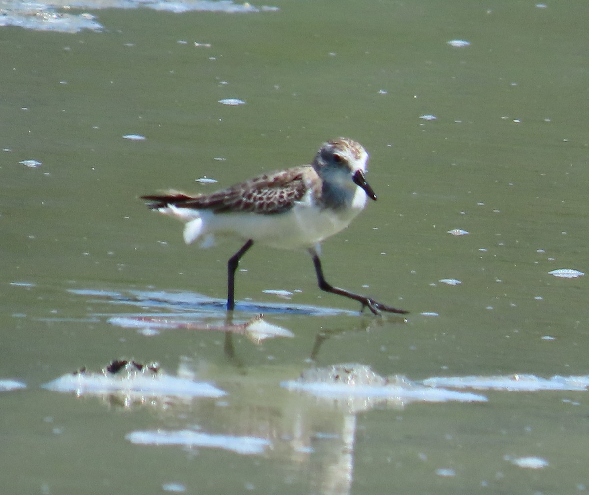 Western Sandpiper - ML643442429