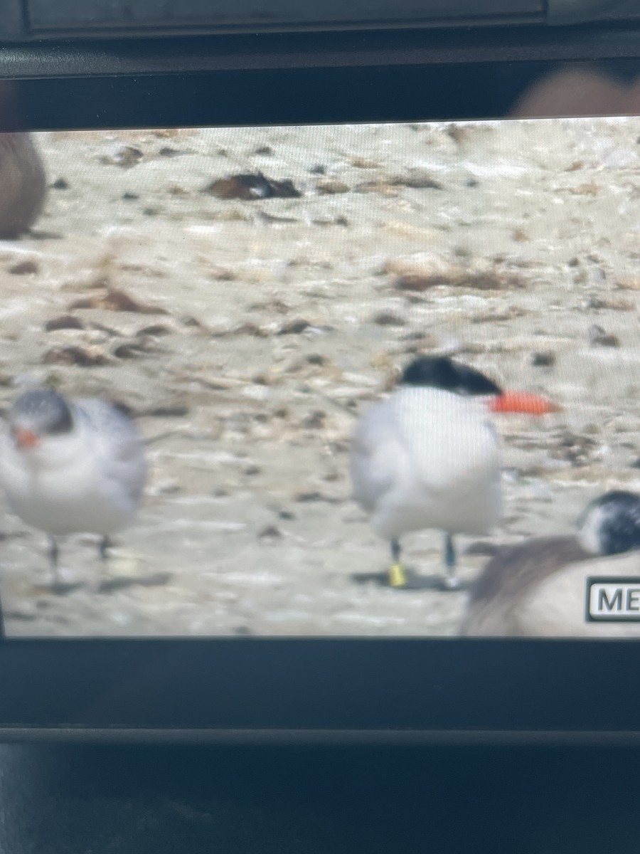 裏海燕鷗 - ML643442434