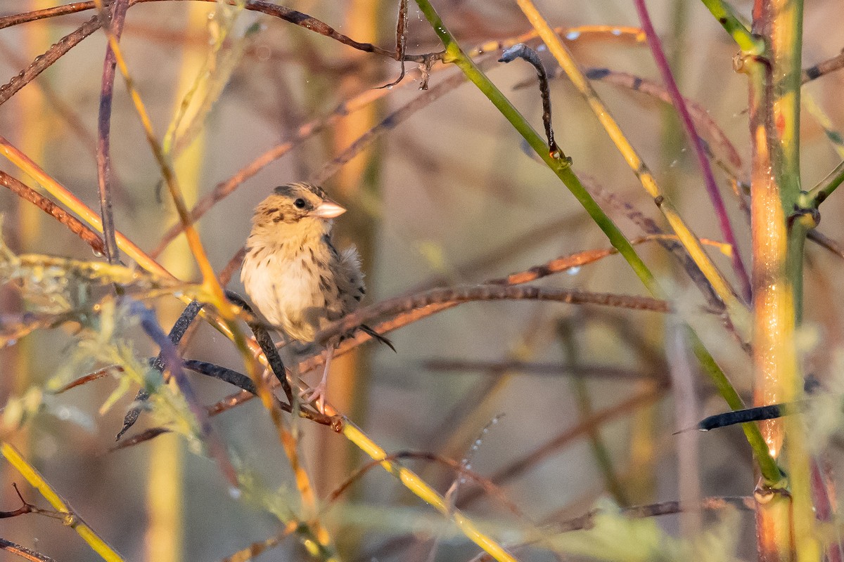 Henslow's Sparrow - ML643442441