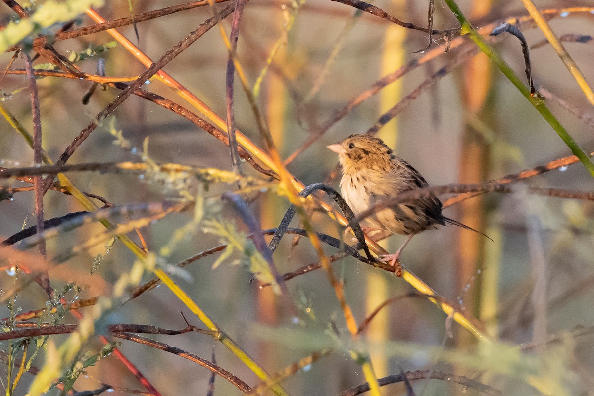 Henslow's Sparrow - ML643442442