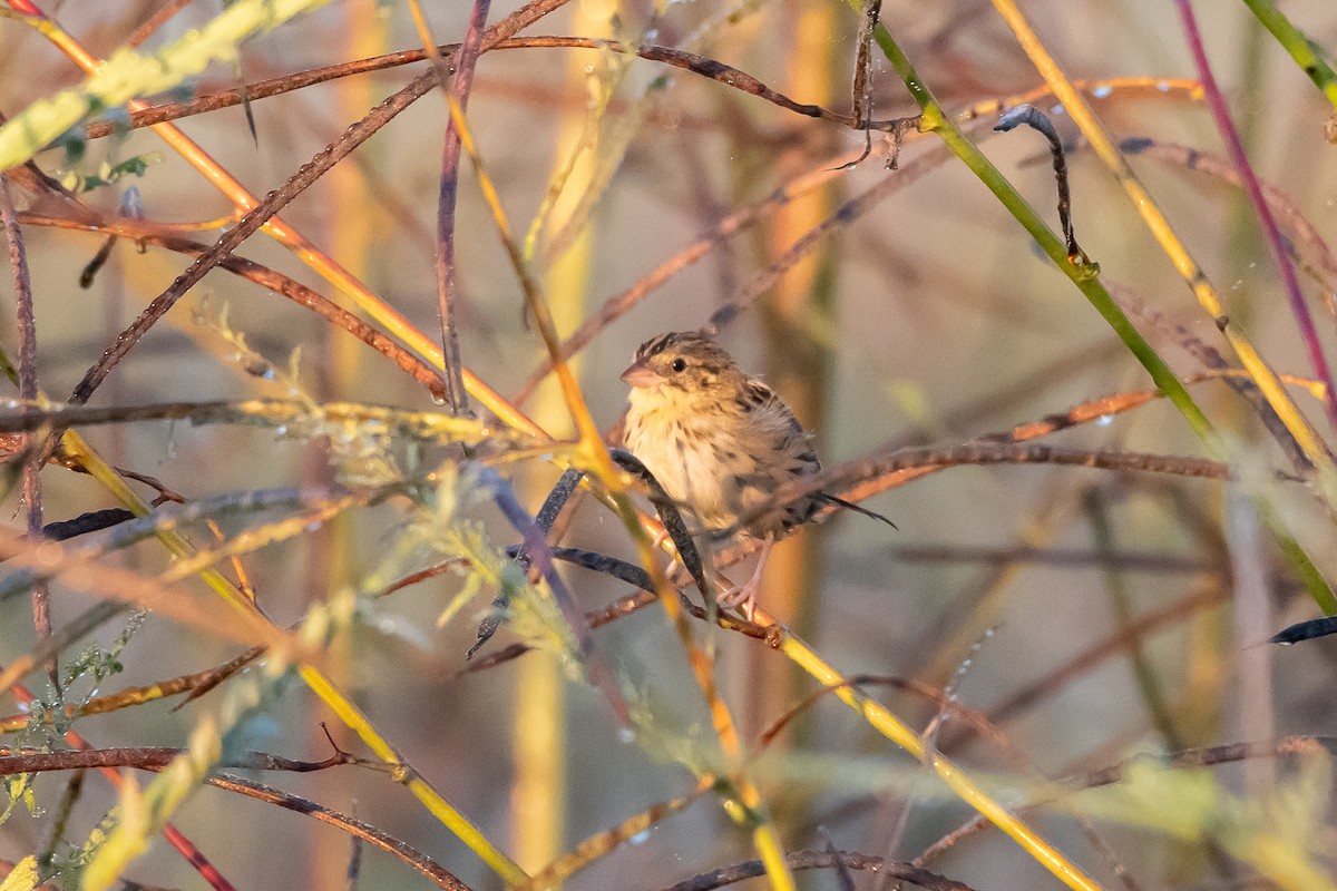 Henslow's Sparrow - ML643442443