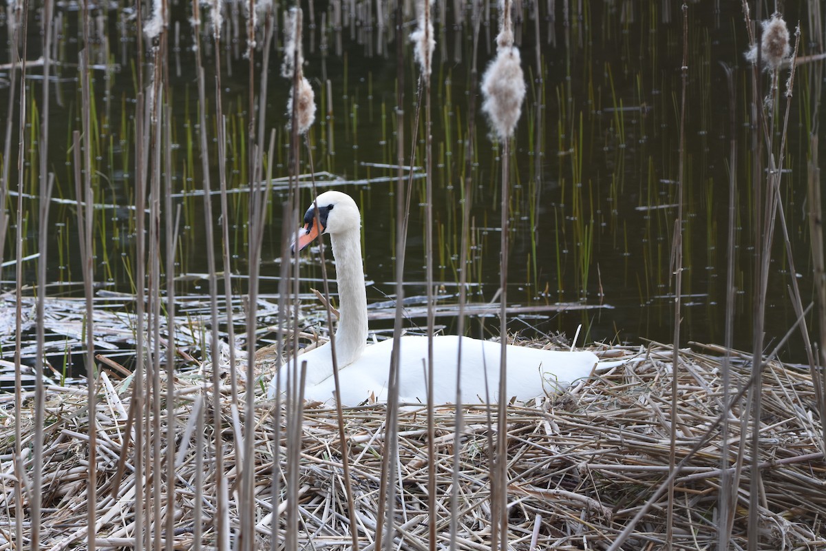 Mute Swan - ML643442444