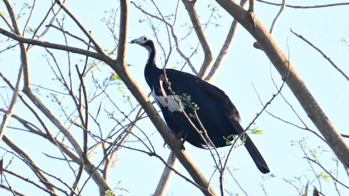 White-throated Piping-Guan - ML643442455