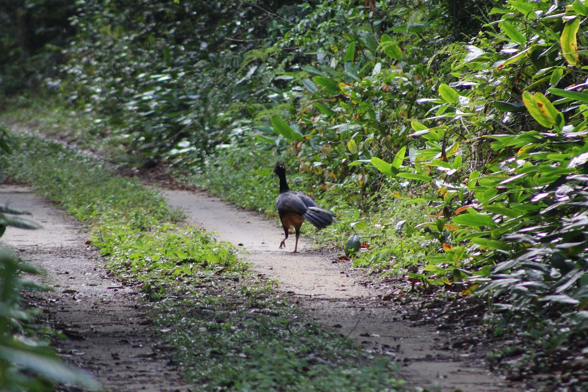 Red-billed Curassow - ML643442464