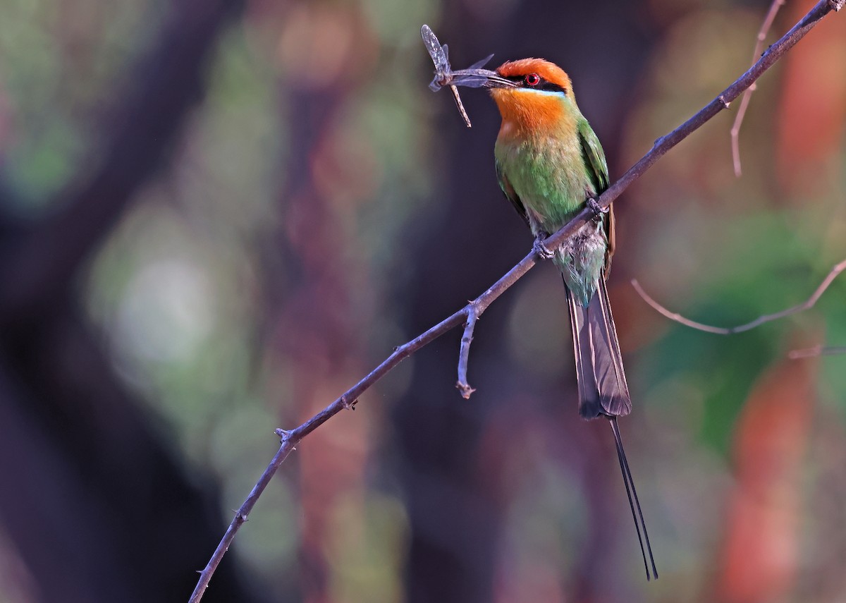 Böhm's Bee-eater - ML643442466