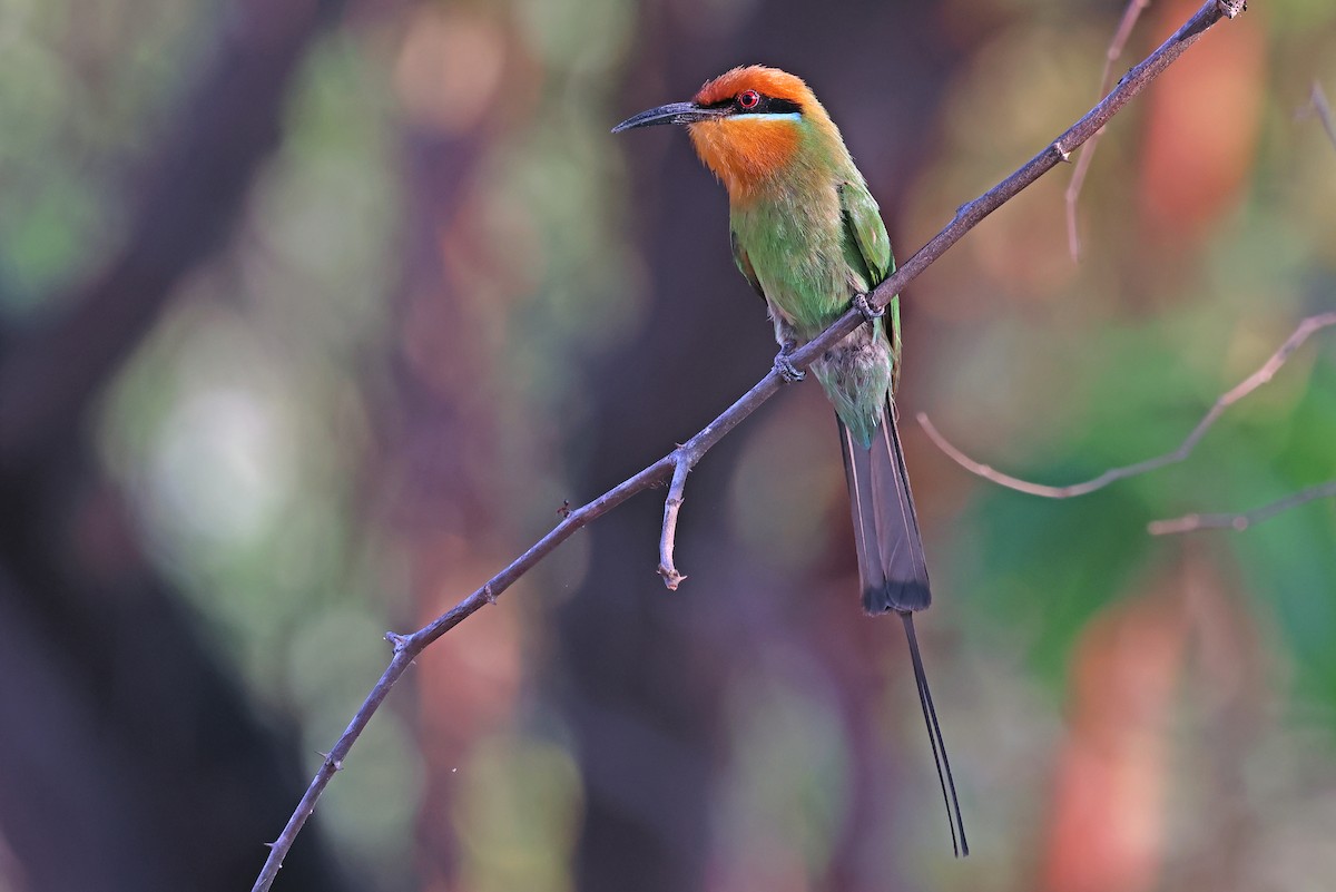 Böhm's Bee-eater - ML643442471