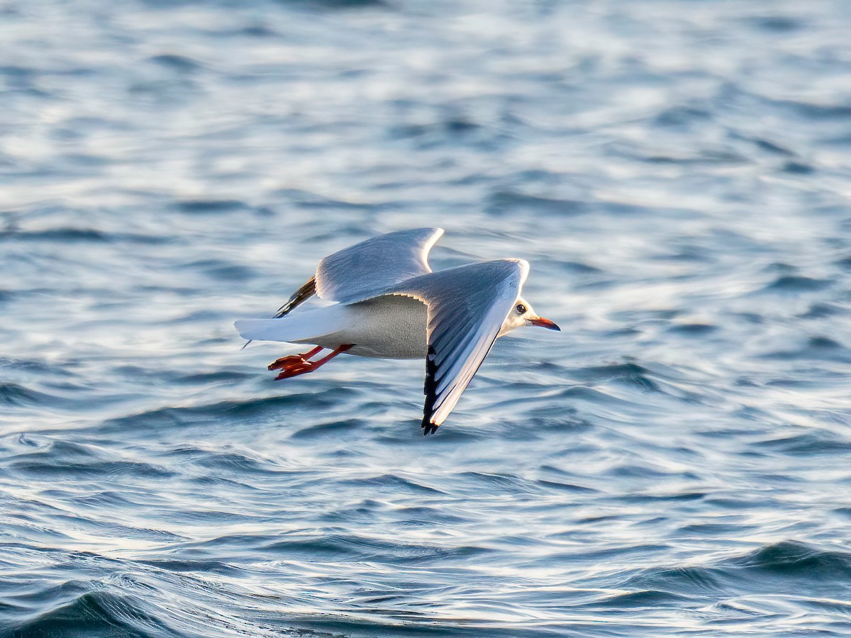 ユリカモメ - ML643442475