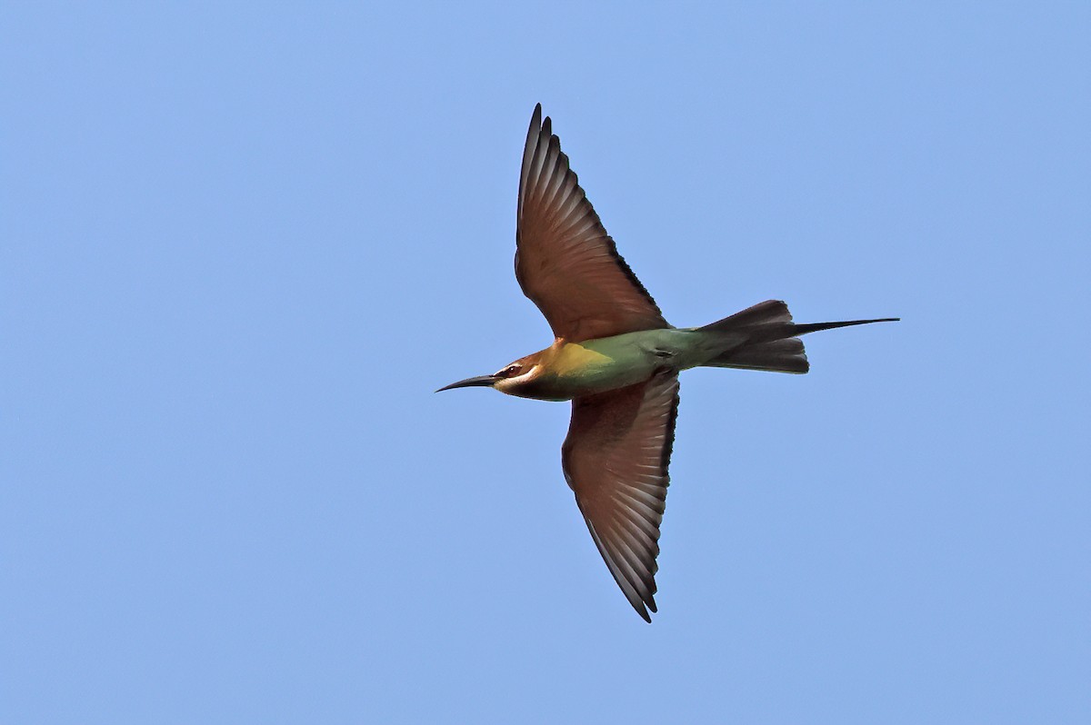 Madagaskar Arıkuşu - ML643442480