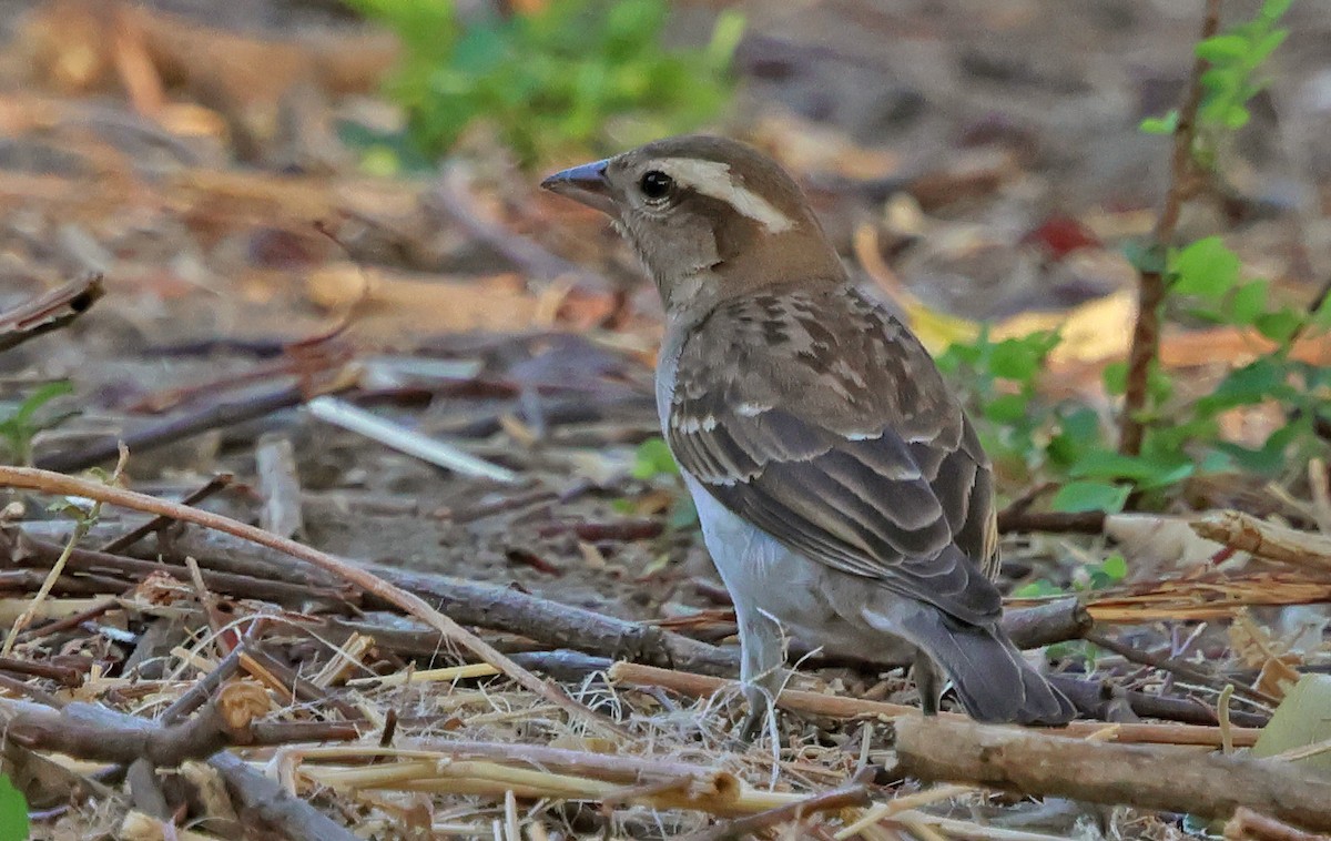 Yellow-throated Bush Sparrow - ML643442491