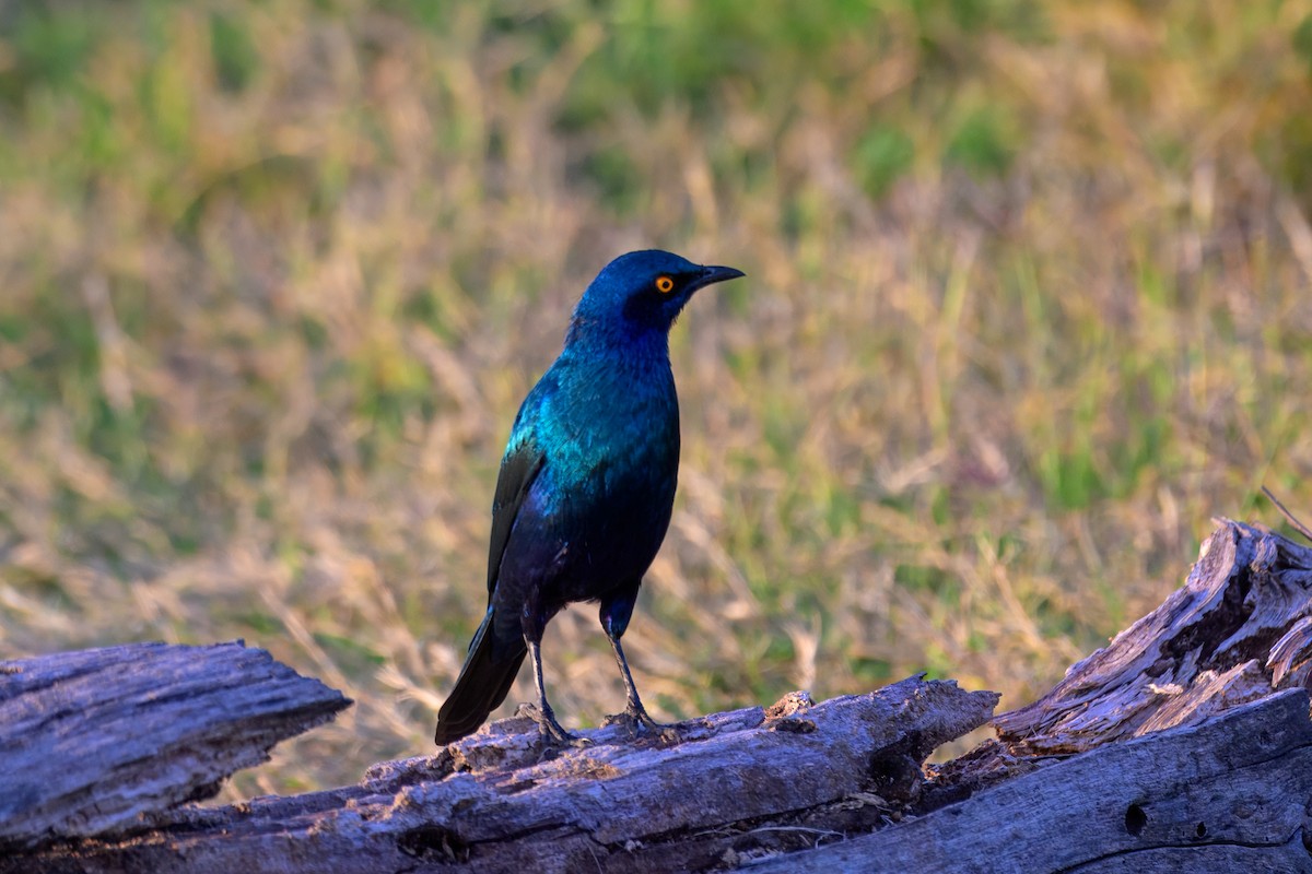 Greater Blue-eared Starling - ML643442495