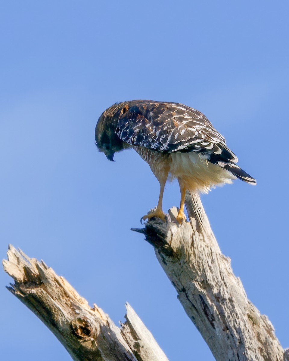 Red-shouldered Hawk - ML643442513