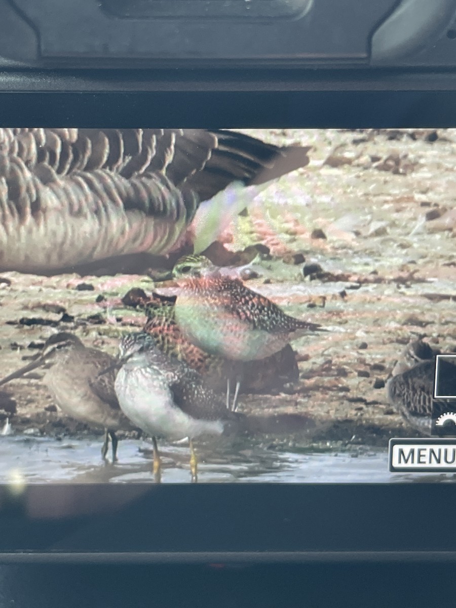 太平洋金斑鴴 - ML643442514