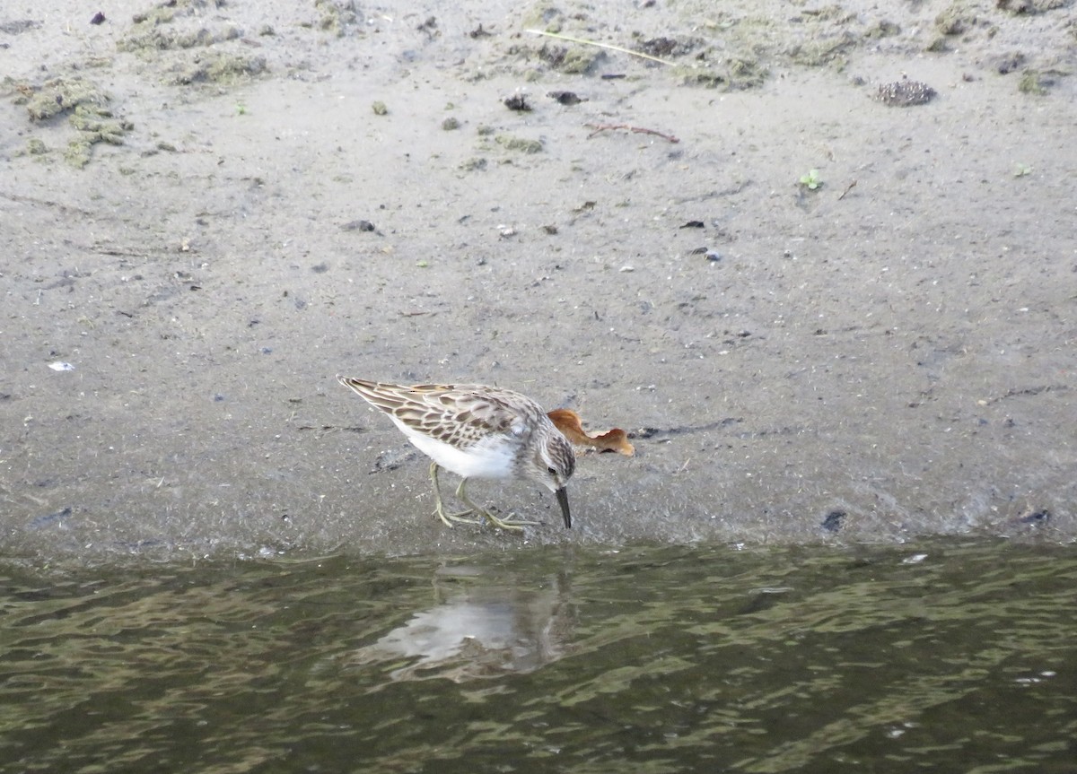 Least Sandpiper - ML643442519