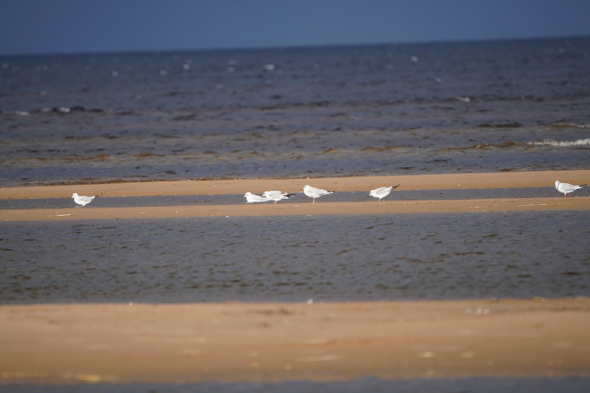 Gaviota Reidora - ML643442534