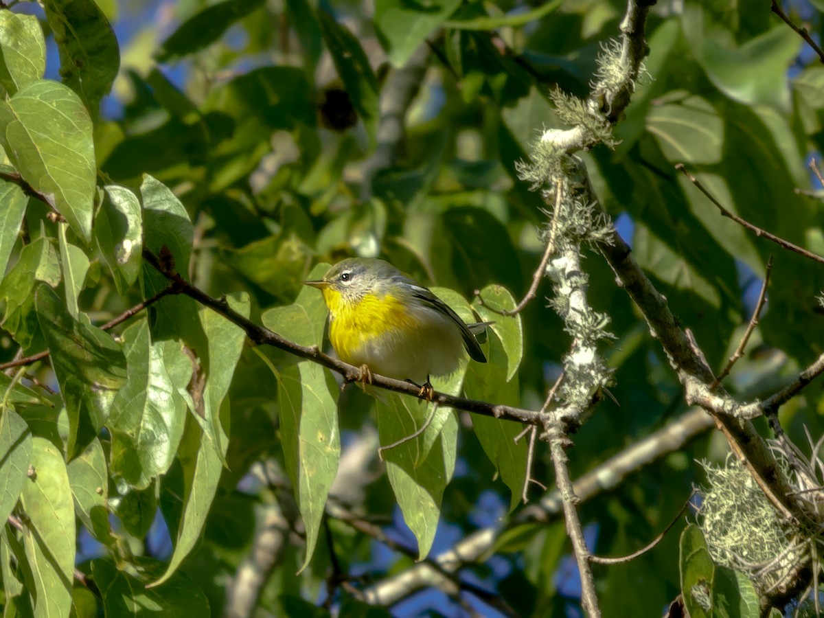 Northern Parula - ML643442548