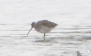 Long-billed Dowitcher - ML643442551