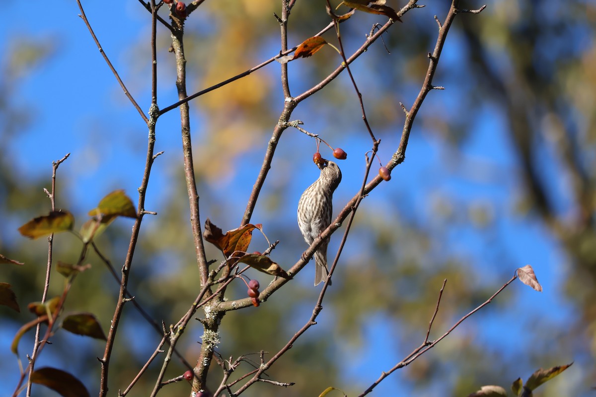 Purple Finch - ML643442555