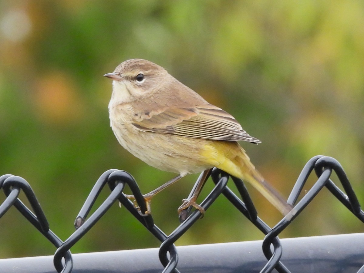 Palm Warbler - ML643442556