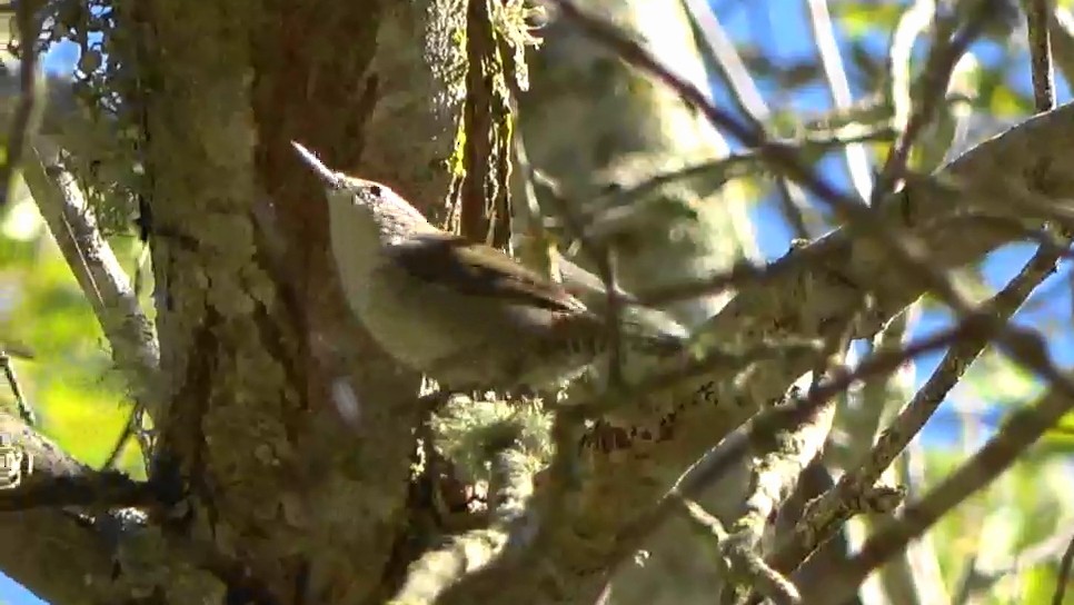 Bewick's Wren - ML643442557