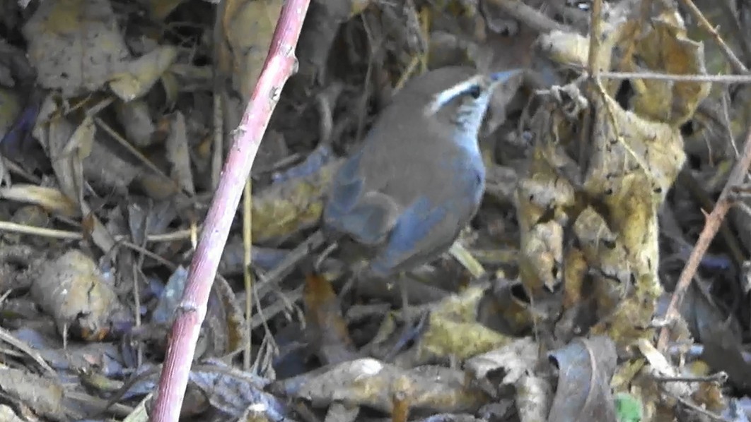 Bewick's Wren - ML643442559