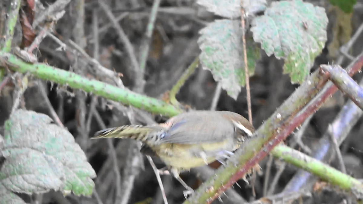 Bewick's Wren - ML643442560