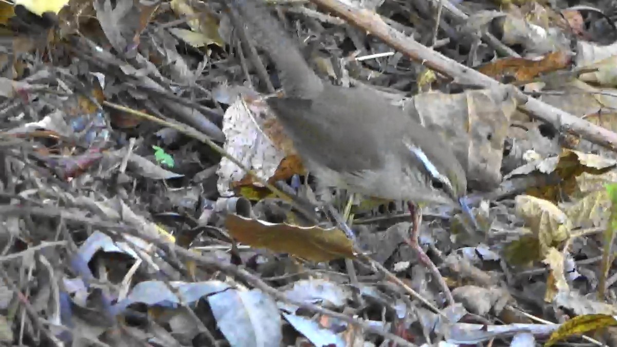 Bewick's Wren - ML643442561