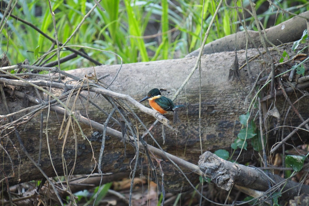 American Pygmy Kingfisher - ML643442562