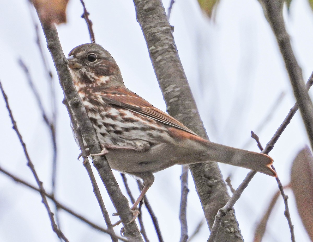 Fox Sparrow - ML643442564