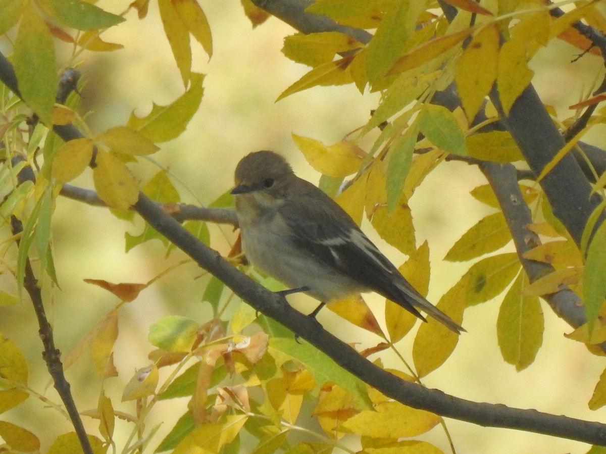 European Pied Flycatcher - ML643442565