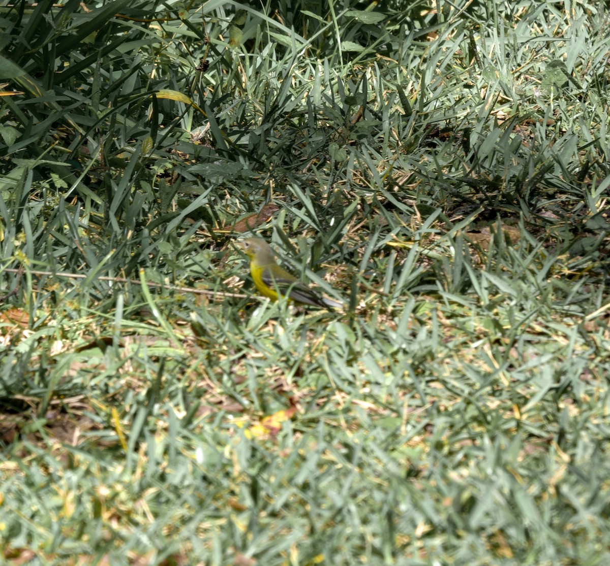 Magnolia Warbler - ML643442566