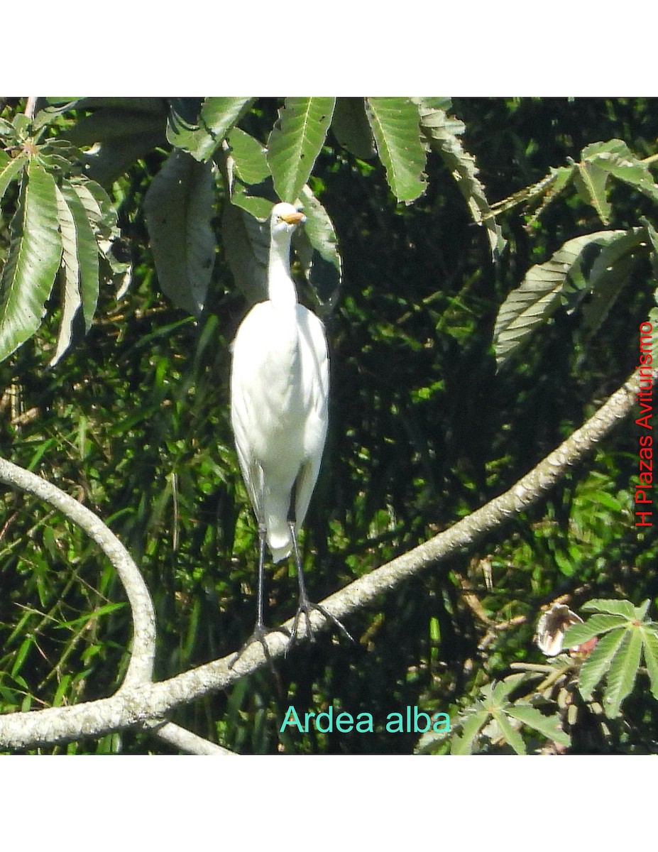 Great Egret - ML643442568