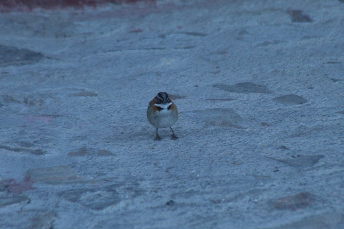 Rufous-collared Sparrow - ML643442569