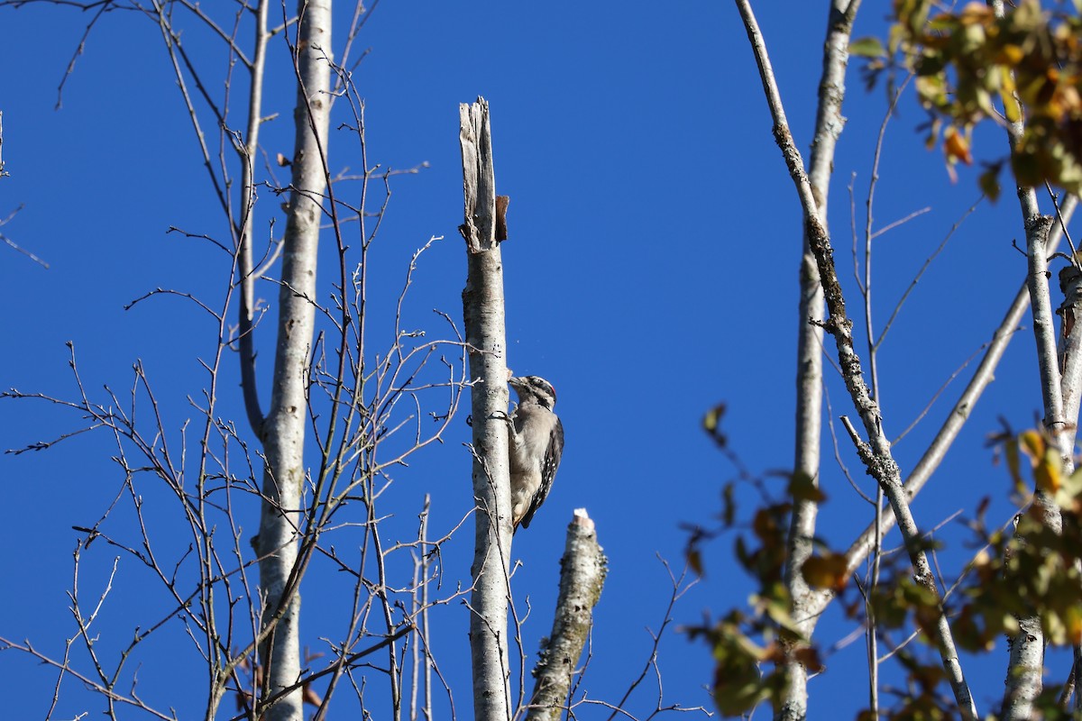 Hairy Woodpecker - ML643442570